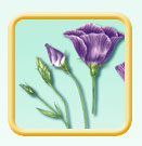 Anemone flower illustration