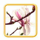 Japanese magnolia illustration