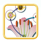 Pollination flower illustration