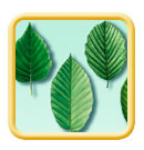 Betulaceae birch leaf illustration