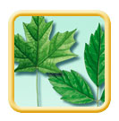 Acer maple leaf illustration
