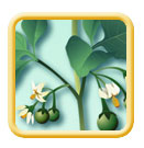 Nightshade Solanum nigrum illustration