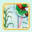 Corn weed control illustration
