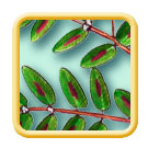 Spotted spurge Euphorbia maculata illustration
