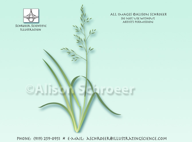 Tall fescue Festuca arundinacea illustration