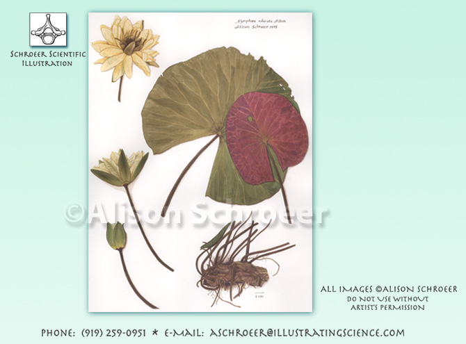 Waterlily Nymphae odorata illustration