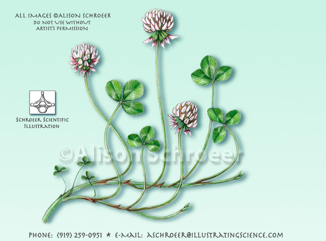 White clover Trifolium repens illustration
