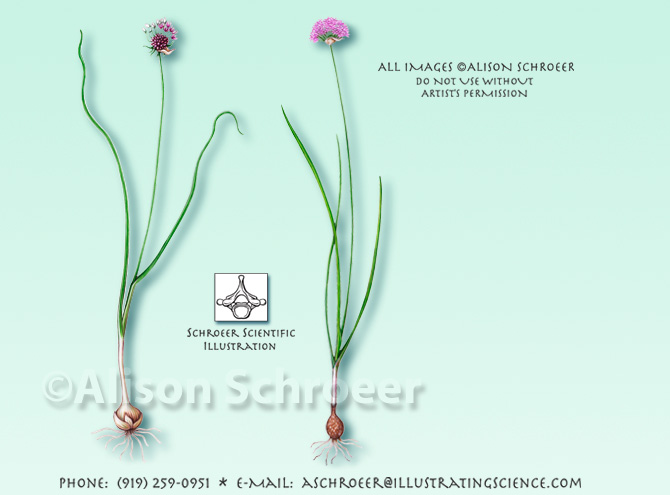 Wild garlic onion Allium illustration