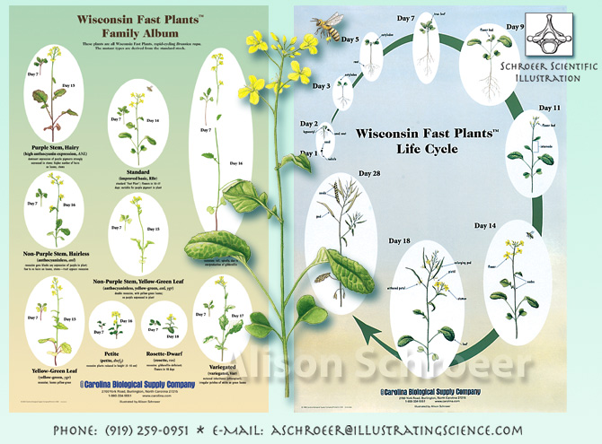 germination of plant. Wisconsin Fast Plant Poster
