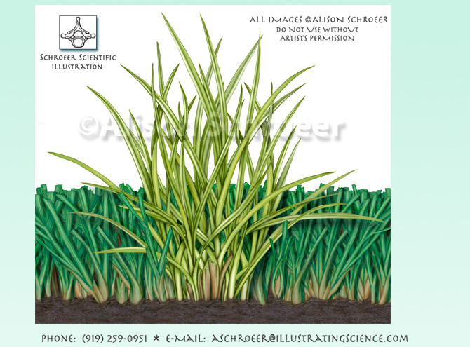 Yellow nutsedge Cyperus esculentus illustration