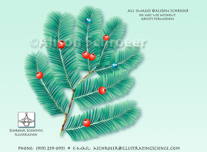 Yew tree Taxus baccata illustration